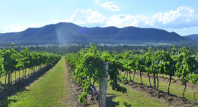 Winmark Wines vineyard